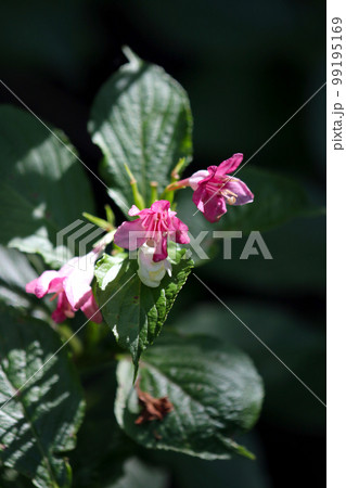 野山に咲くピンクと白のコントラストが美しいハコネウツギの花（ベニウツギ・花樹）。 99195169