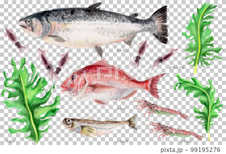 鳥取縣四個季節縣魚（春天）手繪水彩畫 99195276