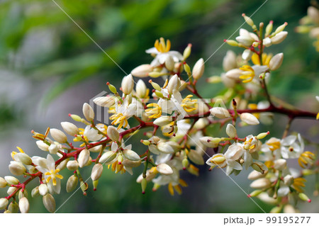 素朴な生成り色の白い花をたくさん房のように咲かせるナンテン（南天）の花枝をマクロレンズで接写撮影。 99195277
