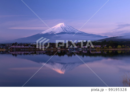 早朝の河口湖の桜と富士山 早朝の河口湖の桜と富士山 99195328
