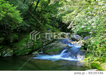 屋久島　白谷雲水峡　新緑 99195586
