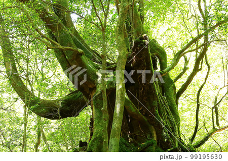 屋久島　白谷雲水峡　新緑 99195630
