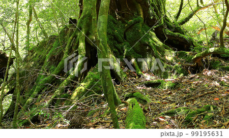 屋久島　白谷雲水峡　新緑 99195631