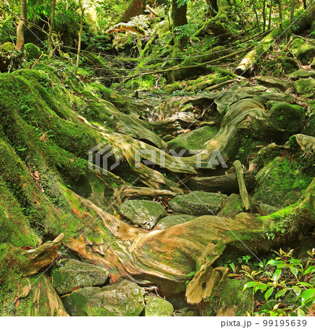 屋久島　白谷雲水峡　新緑 99195639