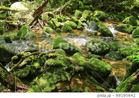 屋久島 白谷雲水峡 新緑 屋久島 白谷雲水峡 新緑 99195642