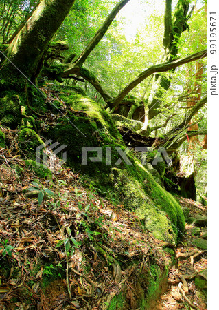 屋久島　白谷雲水峡　新緑 99195671