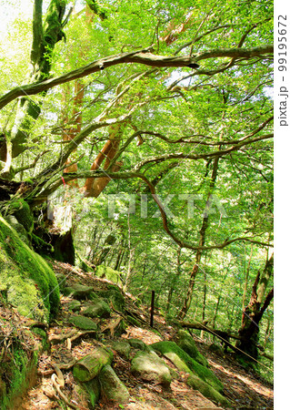 屋久島　白谷雲水峡　新緑 99195672