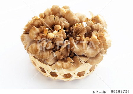 Maitake (Grifola frondose) mushroom on white background Maitake (Grifola frondose) mushroom on white background 99195732