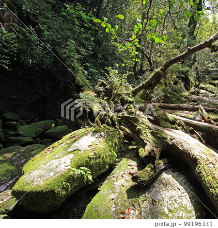 屋久島 白谷雲水峡 新緑 屋久島 白谷雲水峡 新緑 99196331