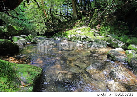 屋久島　白谷雲水峡　新緑 99196332