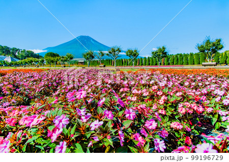 花と富士山　～山中湖花の都公園～ 99196729
