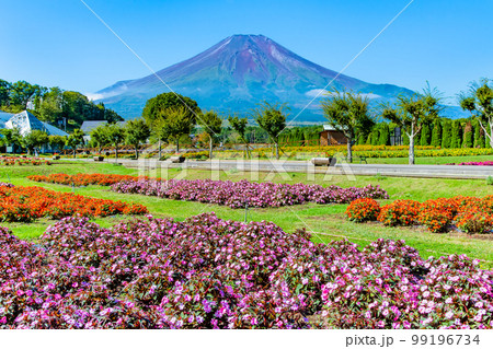 花と富士山 ~山中湖花の都公園~ 花と富士山 ~山中湖花の都公園~ 99196734