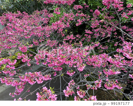 沖縄 奥武山公園に咲いた寒緋桜 99197177