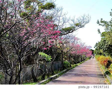 沖縄 那覇漫湖公園に咲いた寒緋桜 沖縄 那覇漫湖公園に咲いた寒緋桜 99197181