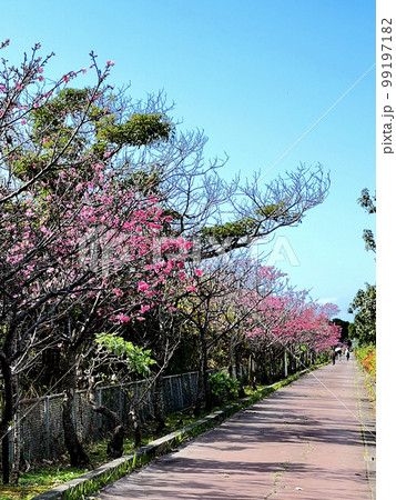 沖縄 那覇漫湖公園に咲いた寒緋桜 99197182