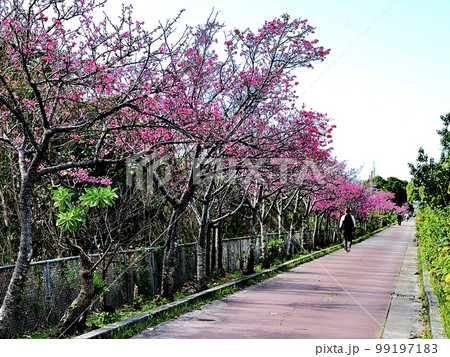 沖縄 那覇漫湖公園に咲いた寒緋桜 沖縄 那覇漫湖公園に咲いた寒緋桜 99197183