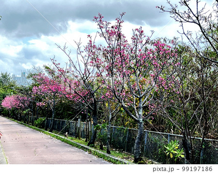沖縄 那覇漫湖公園に咲いた寒緋桜 沖縄 那覇漫湖公園に咲いた寒緋桜 99197186