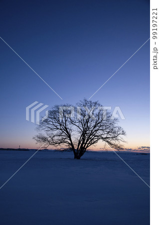 雪原の大樹 99197221