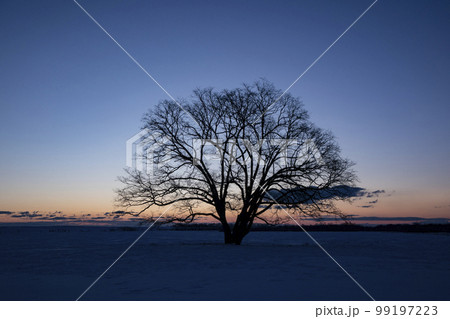 雪原の大樹 99197223