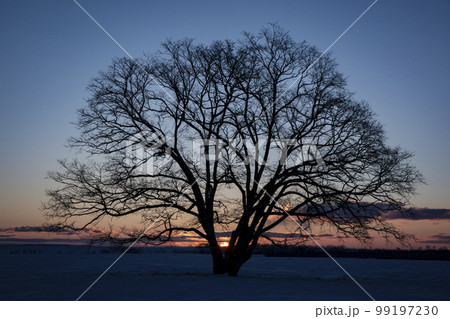 雪原の大樹 99197230