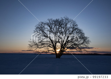 雪原の大樹 99197233