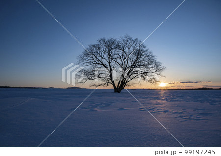 雪原の大樹 雪原の大樹 99197245