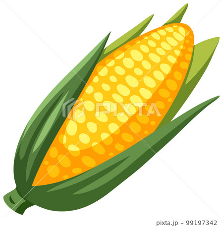 Corn isolated on white background 99197342