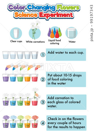 Color changing flowers science experimentのイラスト素材 [99197343] - PIXTA