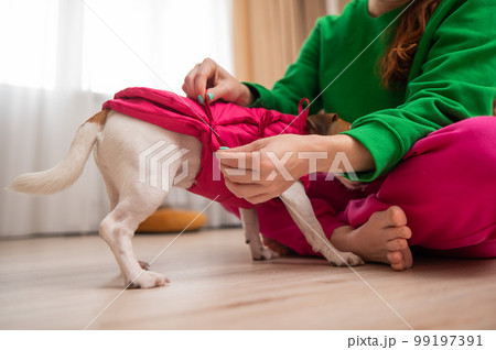 Caucasian woman dressing jack russell terrier dog in pink vest.  99197391