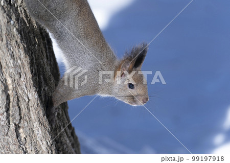 エゾリス 99197918