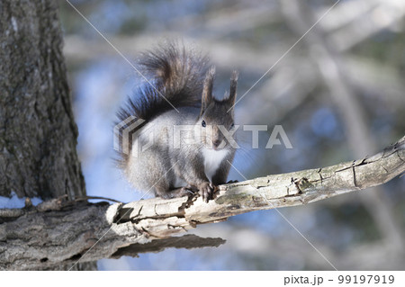 エゾリス 99197919