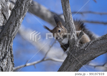 エゾリス 99197939