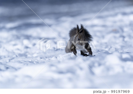 エゾリス エゾリス 99197969