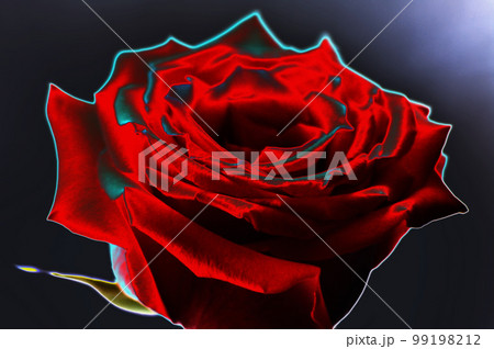 Beautiful red rose on a dark background close-up. macro. Illustration 99198212