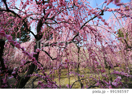 枝垂れ梅 枝垂れ梅 99198597