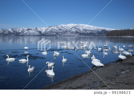 大白鳥 大白鳥 99198623