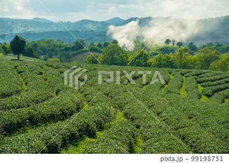 The scenery view of Choui Fong Tea plantations in Chiang Rai the northern province in Thailand. The scenery view of Choui Fong Tea plantations in Chiang Rai the northern province in Thailand. 99198731