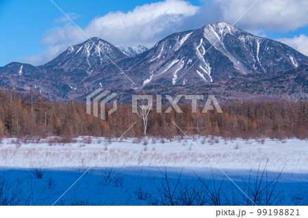 雪原の貴婦人 99198821