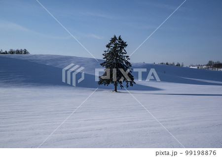 雪原の丘 99198876