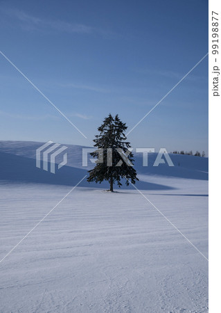雪原の丘 雪原の丘 99198877