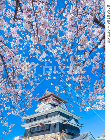 4月愛知・清洲 清州城の天守閣と桜 4月愛知・清洲 清州城の天守閣と桜 99199539