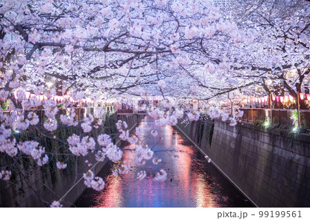 目黒川桜まつり 目黒川桜まつり 99199561