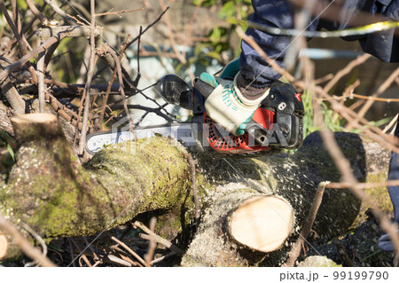 チェーンソーで柿の木の丸太を切る 99199790