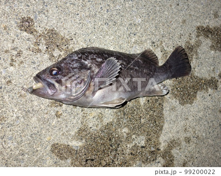 クロソイ　根魚　ロックフィッシュ　釣り　海 99200022