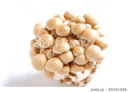 オルニチンをたくさん含んだブナシメジ オルニチンをたくさん含んだブナシメジ 99201096