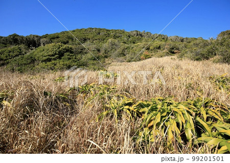 田原市 伊良湖岬 宮山原始林 田原市 伊良湖岬 宮山原始林 99201501