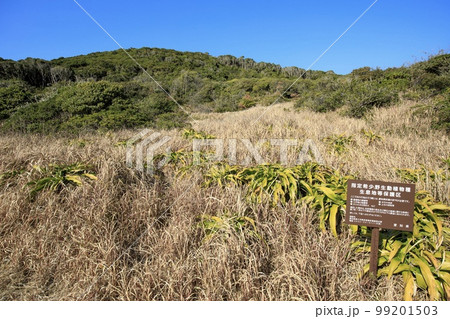 田原市　伊良湖岬　宮山原始林 99201503