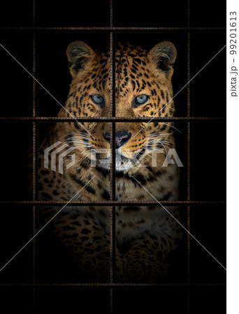 Leopard in iron cage. Animal rights concept 99201613