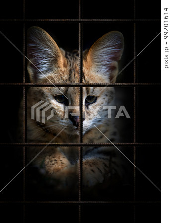 Serval in iron cage. Animal rights concept Serval in iron cage. Animal rights concept 99201614