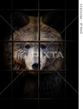 Bear in iron cage. Animal rights concept 99201615